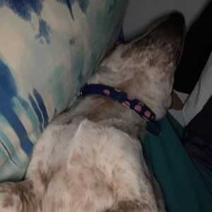 Meet your Posher, Abbey